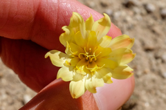 Malacothrix floccifera