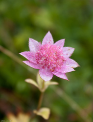 Astrantia maxima