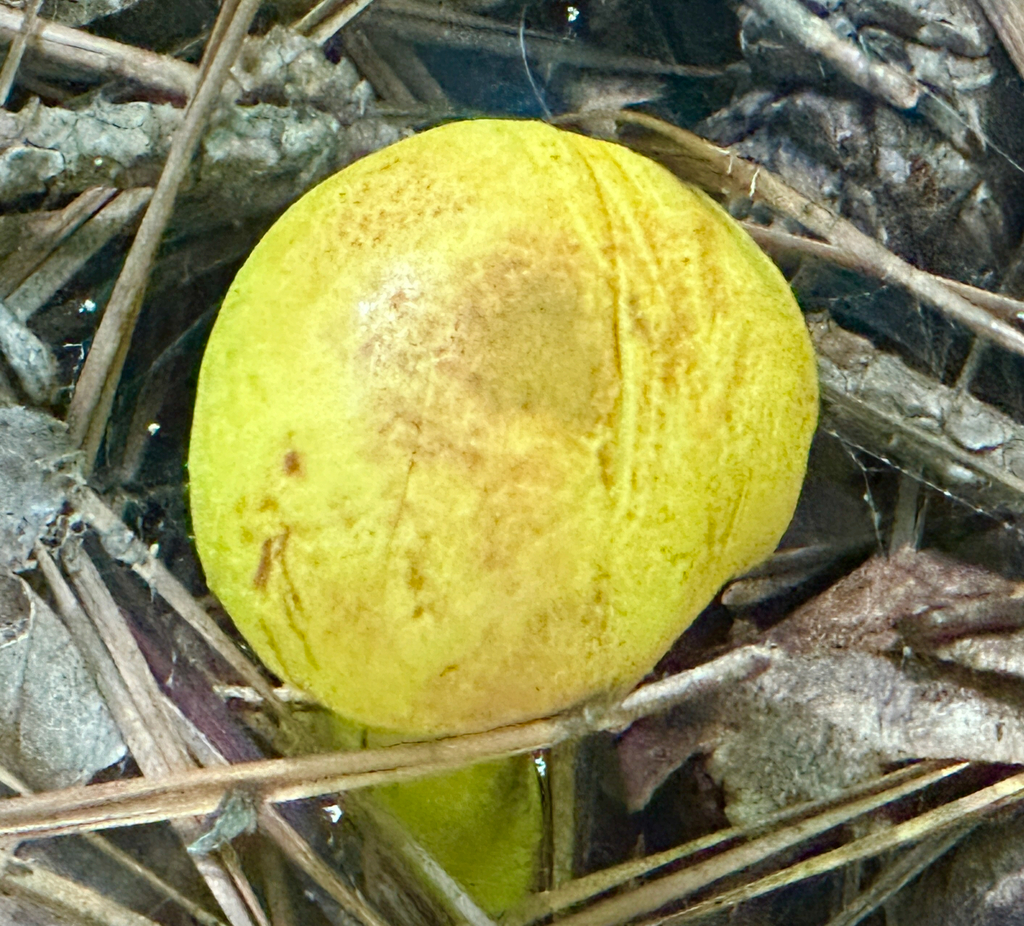 powdery sulfur bolete · August 2026 · photo: Photo: no rights reserved · iNaturalist