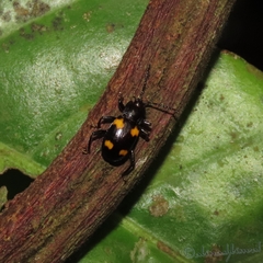 Lilioceris quadripustulata