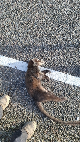 White-nosed Coati