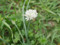 Allium canadense