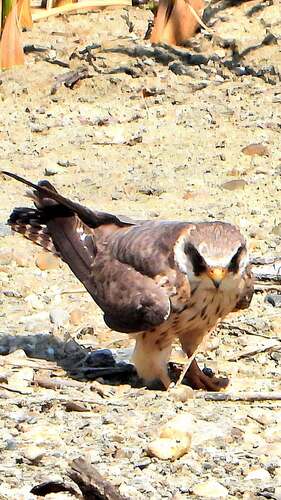 Red-footed Falcon