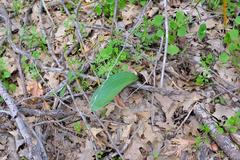 Fritillaria brandegeei