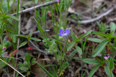 Nemophila pulchella