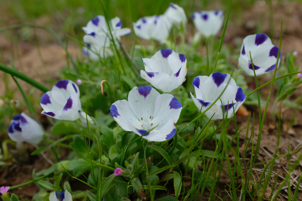 Nemophila maculata, Kern, California, United States