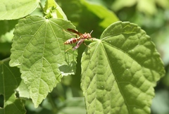 Malvaviscus arboreus drummondii