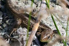 Lacerta agilis
