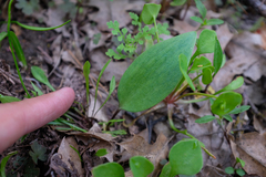 Fritillaria brandegeei