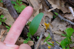 Fritillaria brandegeei