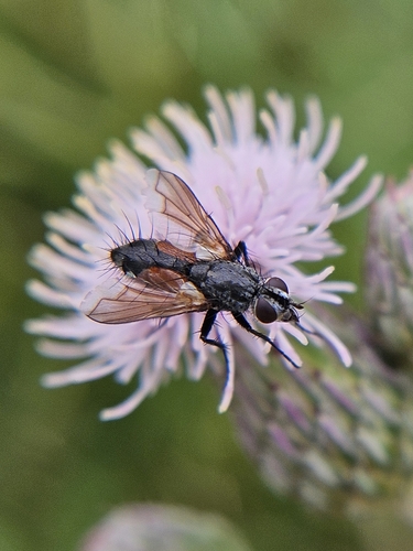 Red Spotted Parasite Fly