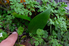 Fritillaria brandegeei