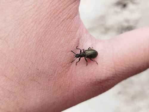 Hairy Darkling Beetle