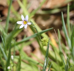 Sisyrinchium albidum
