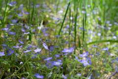 Nemophila pulchella
