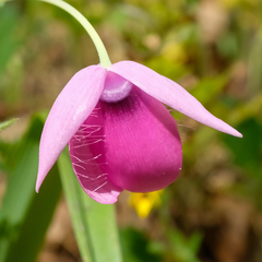 Calochortus amoenus