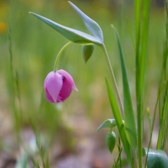Calochortus amoenus