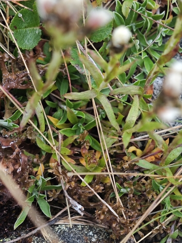 Antennaria alpina, 2026-08-07