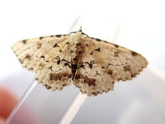 Sandava scitisignata