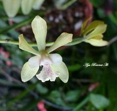 Encyclia guatemalensis