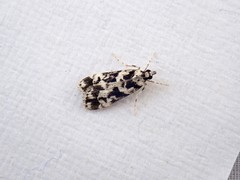 Eudonia aphrodes