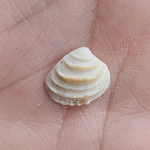 Lirophora paphia observed 2026-08-07