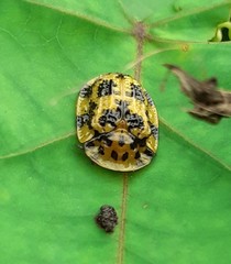 Laccoptera sulcata