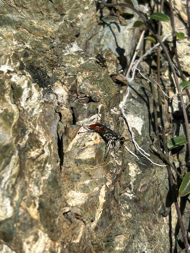 Prionyx thomae observed 2026-08-07