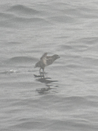 Whiskered Auklet (Aethia pygmaea), photo 9