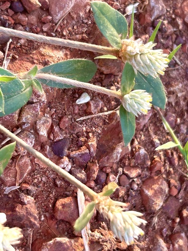 prostrate globe-amaranth
