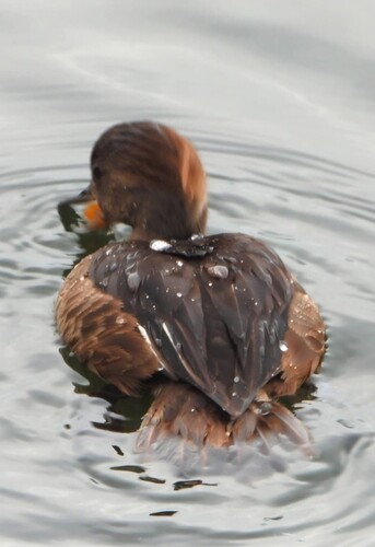 Hooded Merganser
