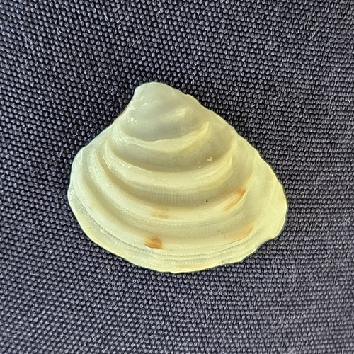 Lirophora paphia observed 2026-08-07