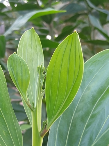 Big-leaved Acacia