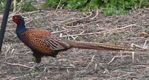 Ring-necked Pheasant
