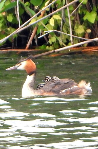 Great Crested Grebe