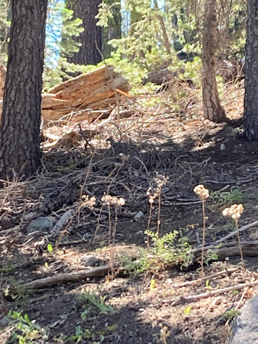 iNaturalist observation photo of Mountain Quail