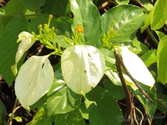 Mussaenda pubescens