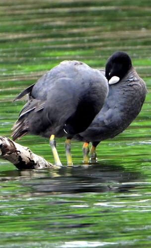 Eurasian Coot