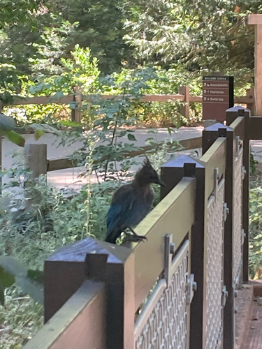 iNaturalist observation photo of Steller's Jay
