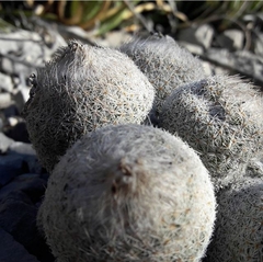Epithelantha greggii greggii