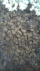 Protoparmelia badia