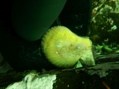 Chlamys hastata