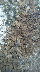 Protoparmelia badia