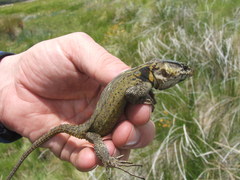 Pseudocordylus langi