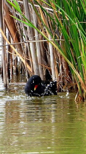 Common Moorhen