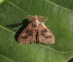 Orgyia papuana