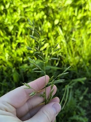Lolium pratense