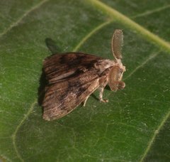 Orgyia papuana