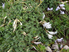 Astragalus levieri