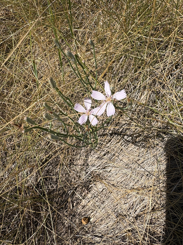 rush skeletonplant